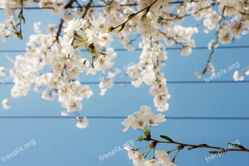 Cherry Blossom Flowers Spring Sky Blue Sky