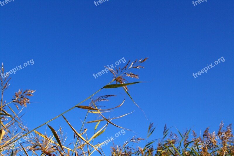 Reed Bank Water Nature Lake