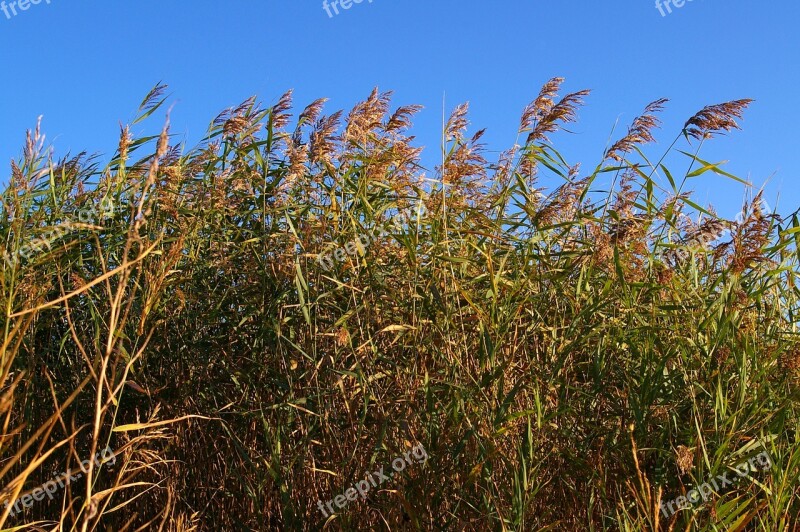 Reed Bank Water Nature Lake