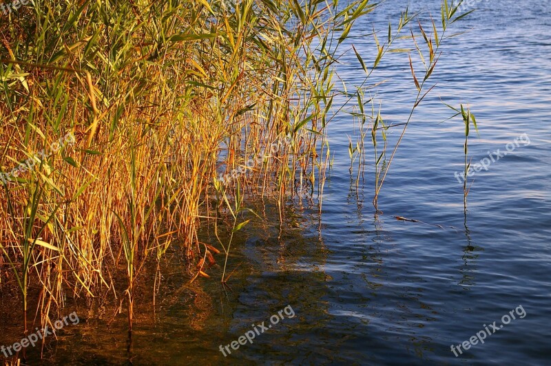 Reed Bank Water Nature Lake