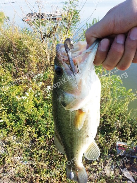 Bass Lure Fishing Free Photos