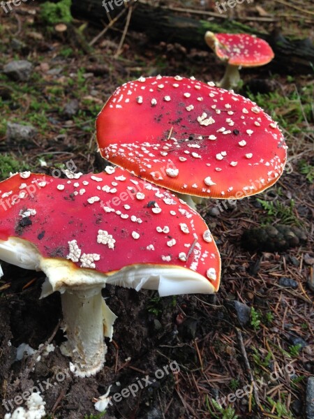 Fly Agaric Red Toadstools Forest Floor Mushroom Toxic