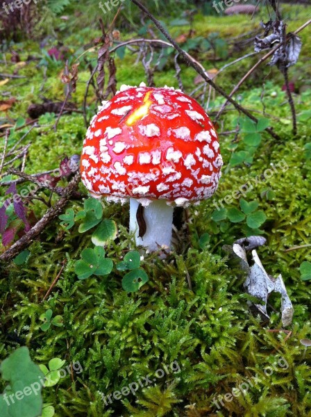 Fly Agaric Forest Autumn Toxic Forest Floor