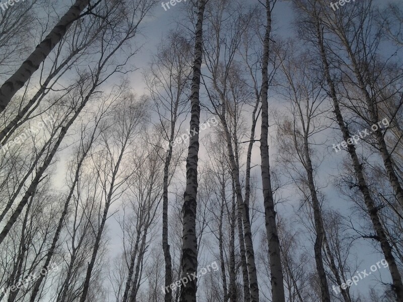 Trees Birch Forest Sky Leaves