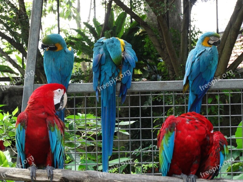 Colorful Macaw Bird Free Photos