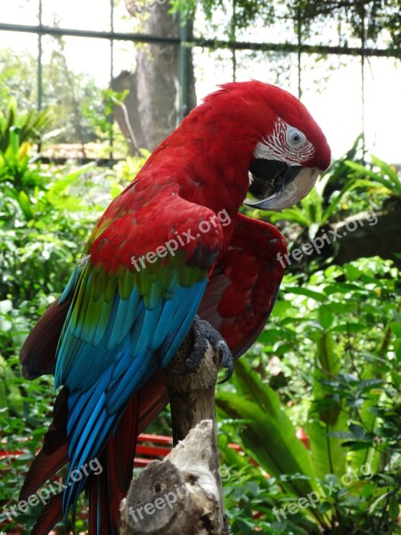 Red Macaw Parrot Bird Free Photos