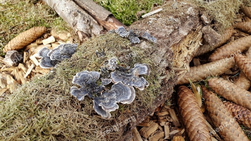 Mushrooms Ground Moss Pine Cones Plant