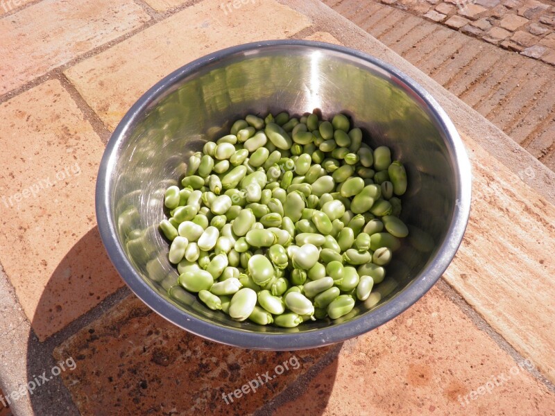 Broad Beans Beans Favas Vegetable Vegetarian