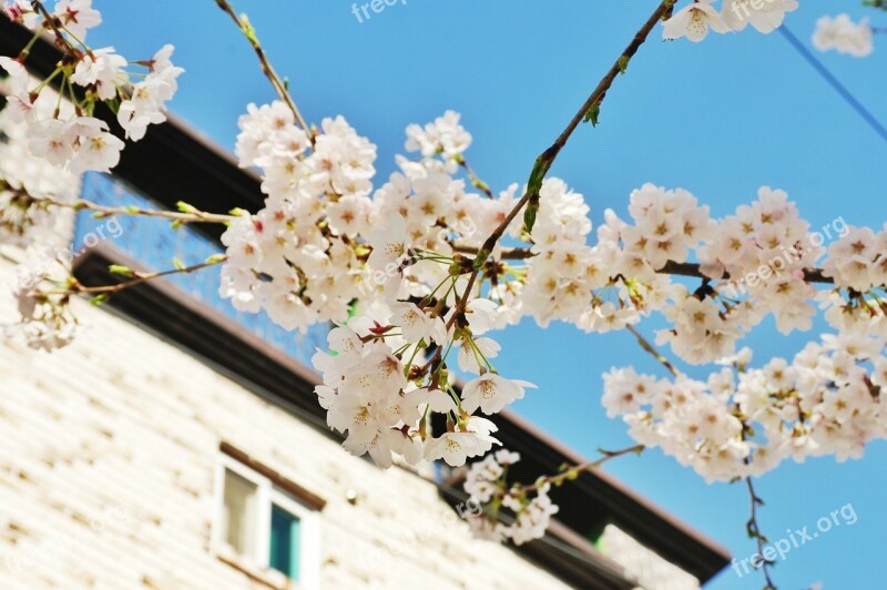 Cherry Blossom Flowers Spring Sky Blue Sky