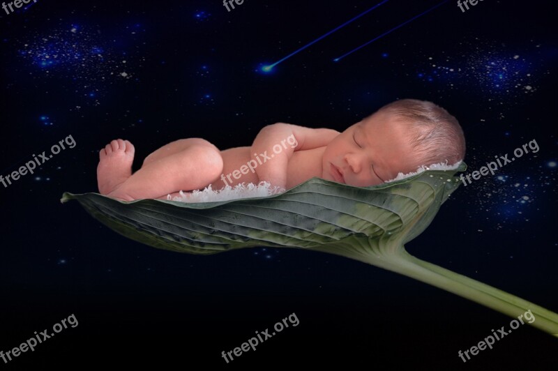 Newborn Baby Leaf Space Free Photos