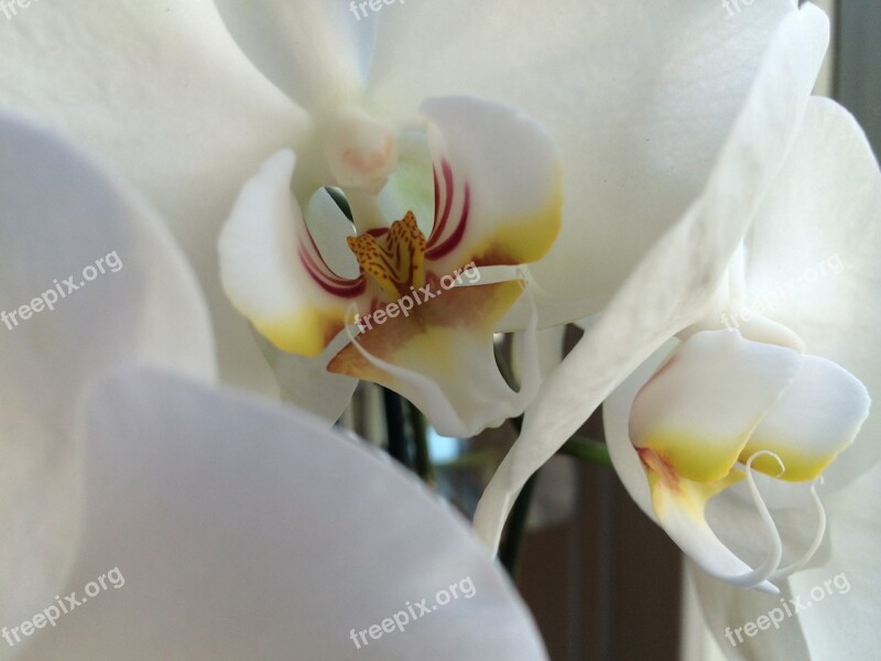 White Orchid Flower Pistil Flower Petals