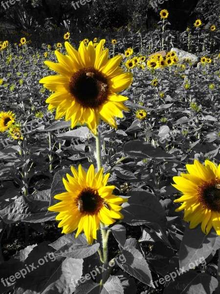 Sunflowers Yellow Prato Field Free Photos