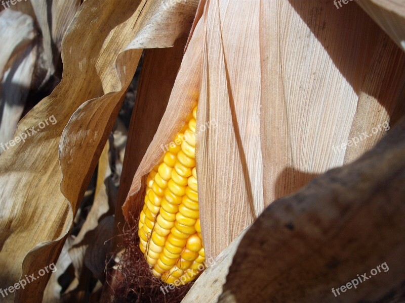 Corn Stalk Cob Autumn Fall