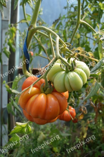 Vegetables Nature A Vegetable Food Agriculture