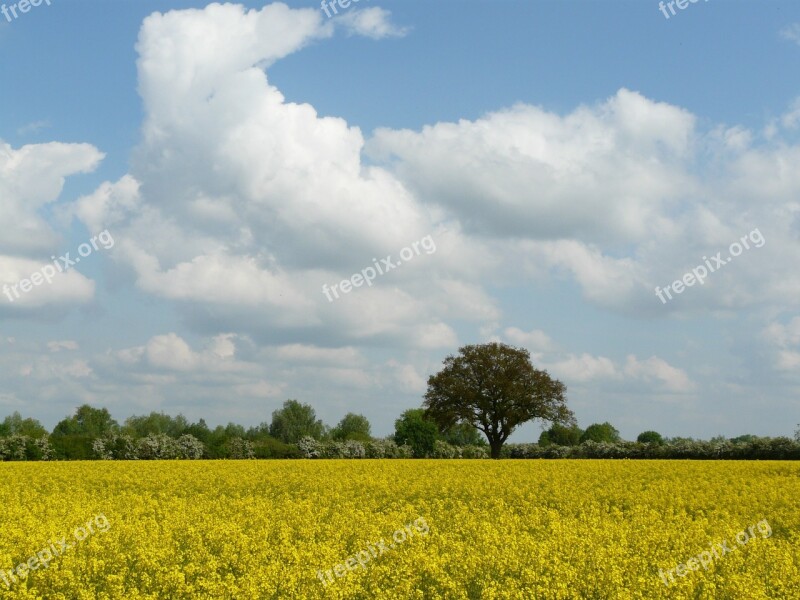 Nature Field Oilseed Rape Sky Landscape