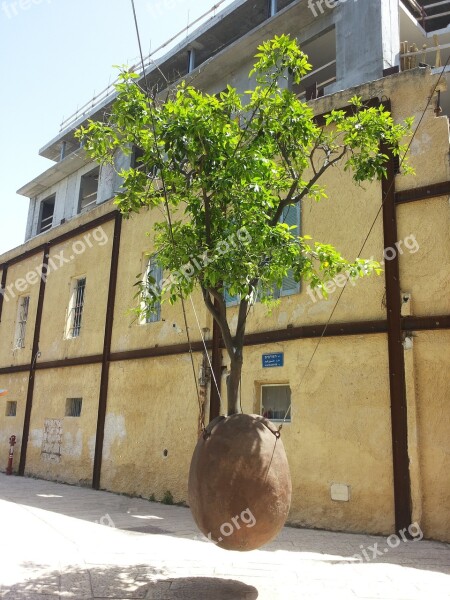 Israel Tel Aviv Jaffa Tree Pot