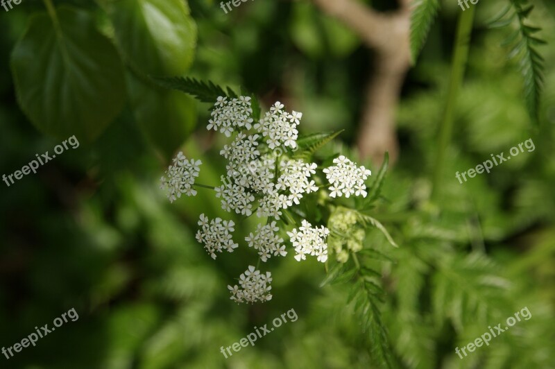 Flutes Herb Nature Spring Plant Wild Chervil