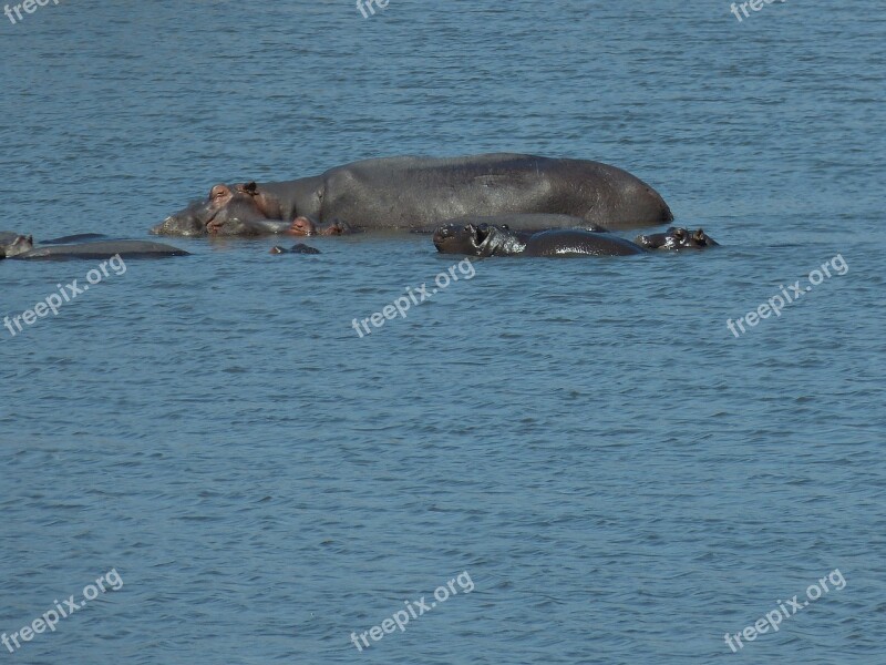 South Africa Hippo Water Child Watering Hole