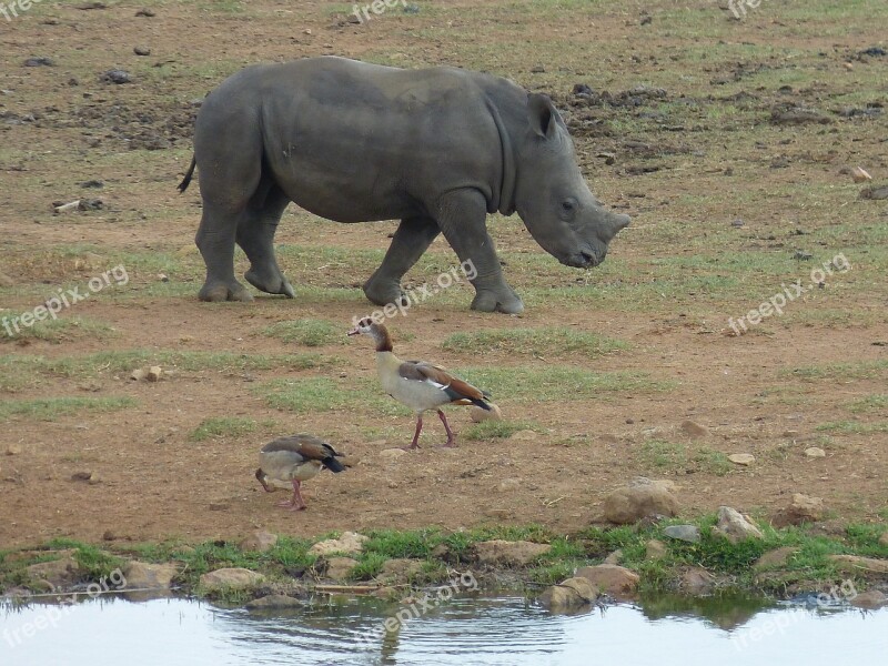 South Africa Steppe Savannah Wilderness Wildlife