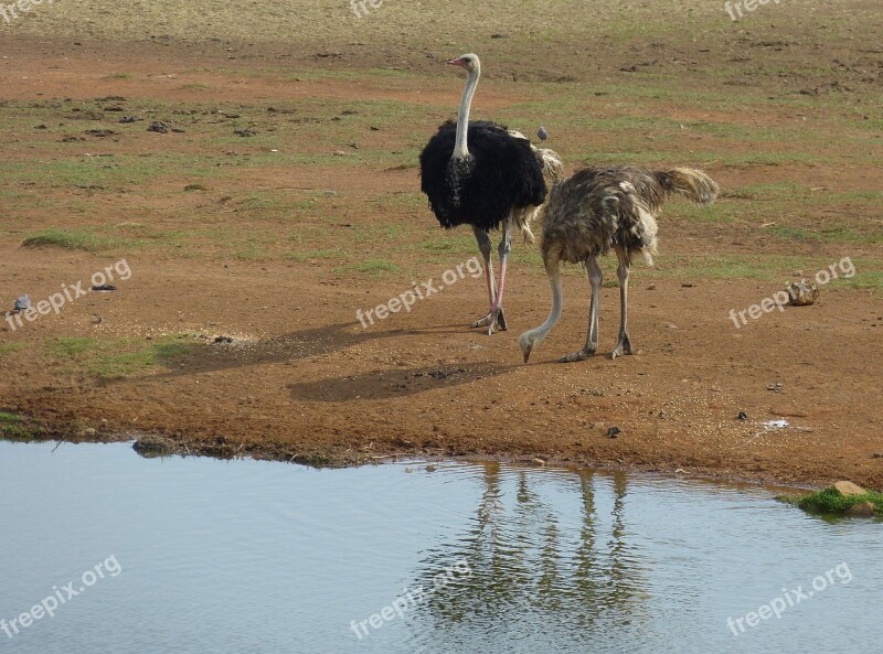 South Africa Steppe Savannah Wilderness Wildlife