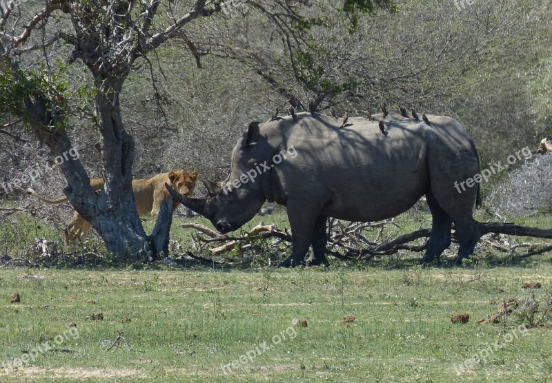 South Africa Rhino White Rhino Lion Predator