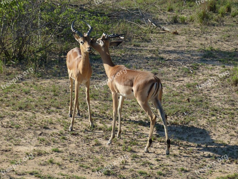 South Africa Gazelle Antelope Steppe Savannah