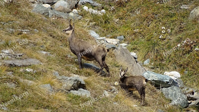 Chamois Is Small In Park Orsiera