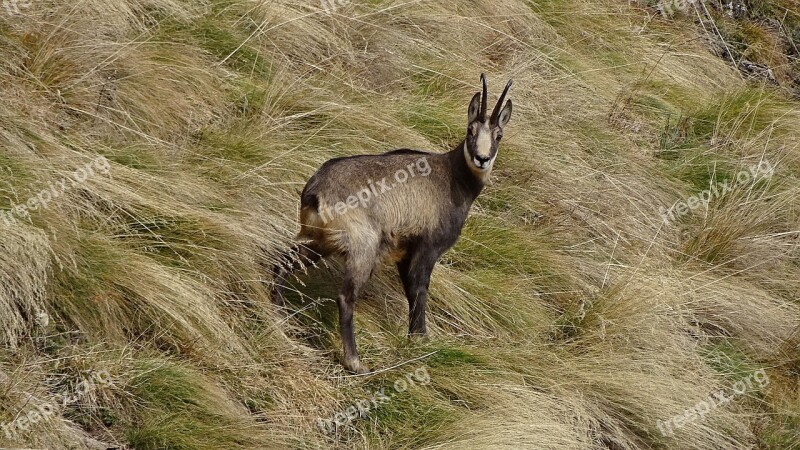 Chamois Park Orsiera Rocciavrè Free Photos