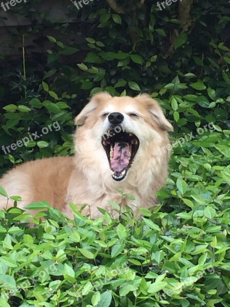 Dog Yawn Pet Animal Canine