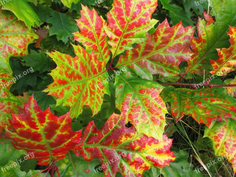 Leaves Autumn Fall Color Fall Leaves Tree