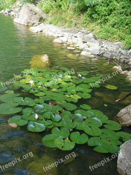 Water Lilies Quarry Baden Baden Lake Free Photos