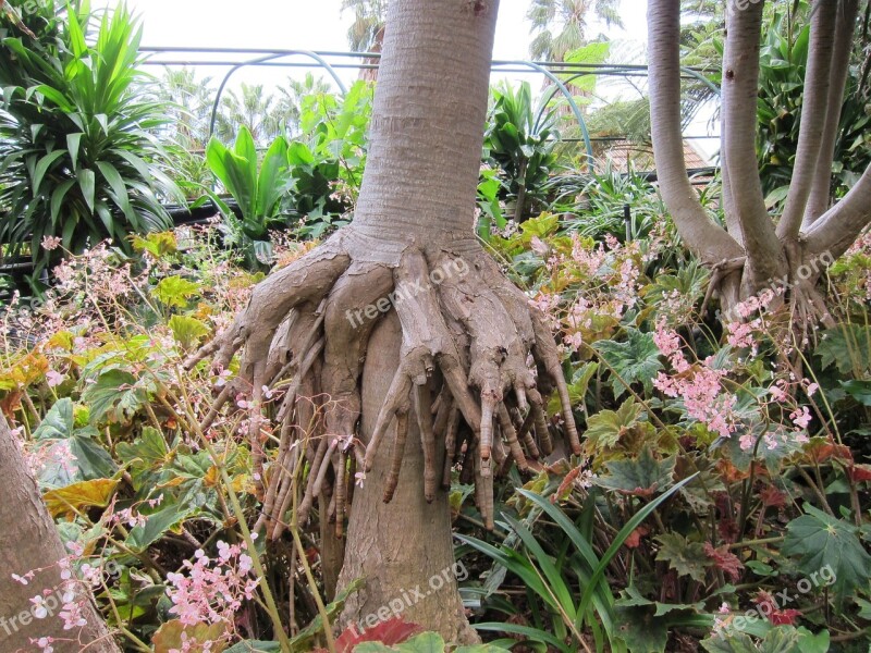 Roots Nature Tree Natural Garden