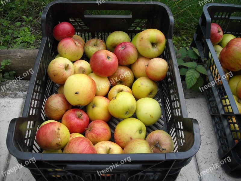 Apples Fruit Fruits Healthy Red And Yellow