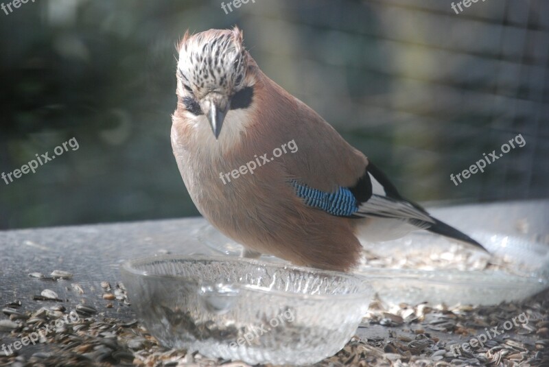 Jay Bird Food Feeding Free Photos