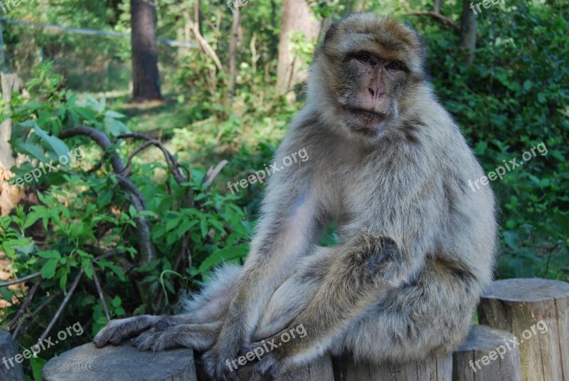 Monkey Barbary Ape Portrait Monkey Forest Free Photos