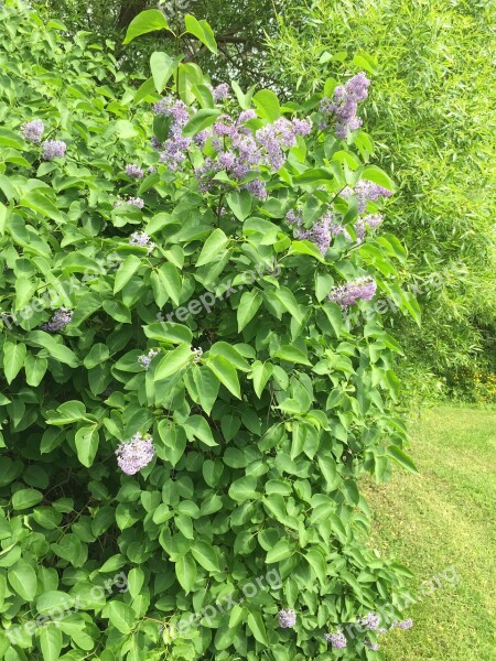 Lilac Bush Flowers Leaves Purple