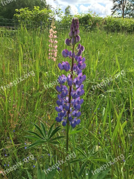 Lupine Flower Blossom Bloom Violet