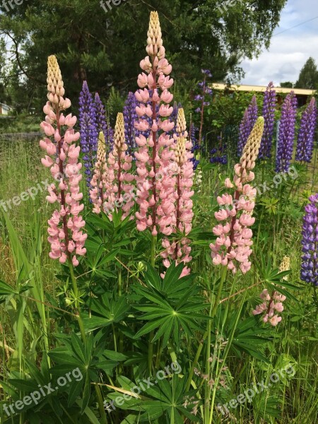 Lupinien Pink Flowers Close Up Wild Plant