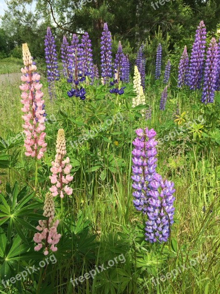 Lupinien Flowers Meadow Pink Purple