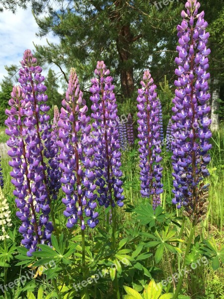 Lupine Purple Flowers Wild Plants Nature