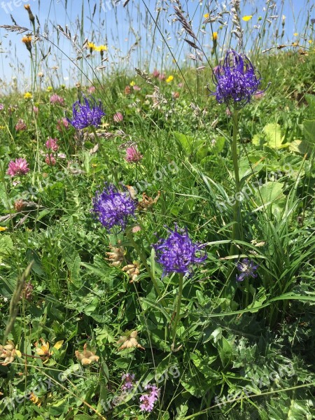 Blue Phyteuma Flowers Blue Wild Flower Mountain Flower