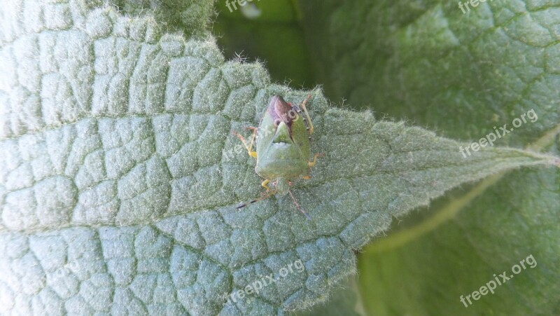 Beetle Camouflage Leaf Green Free Photos