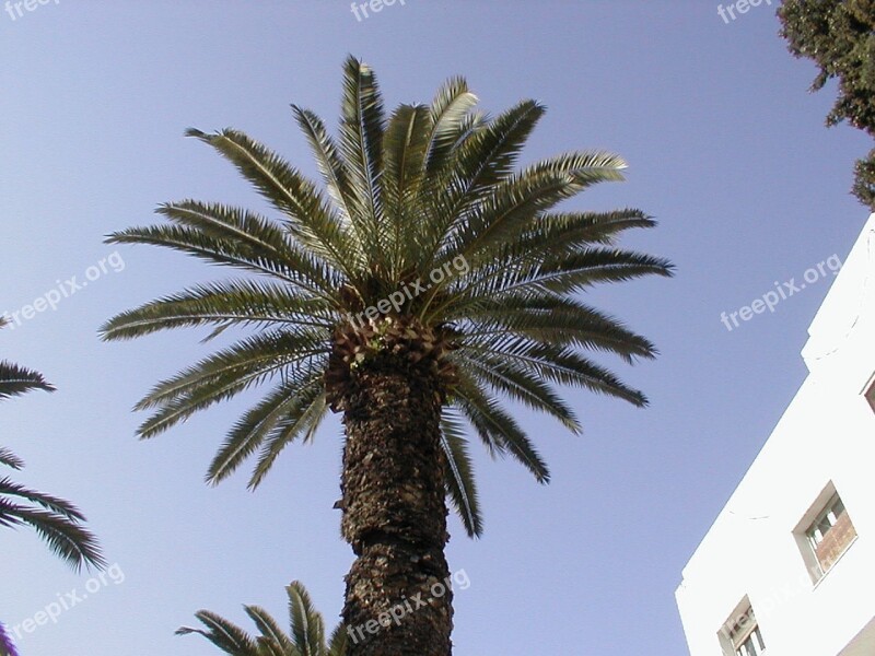 Tunisia Sidi Bousaïd Palm Summer Holiday