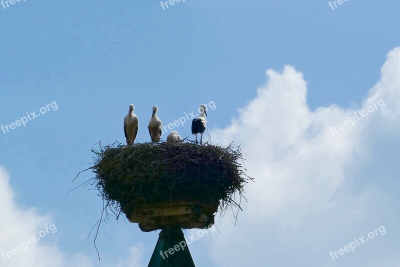 Stork Nest Bird Nabburg Rattle Stork