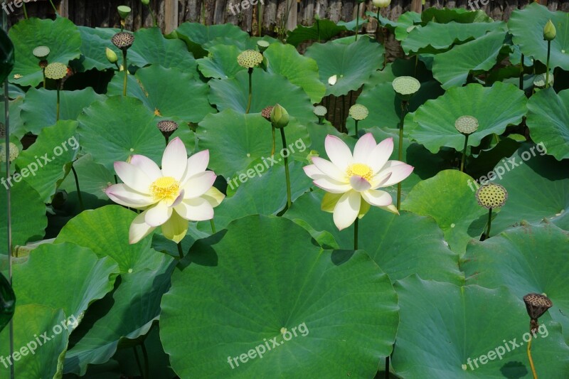 Lotus Flowers Lake Nature Water Lilies