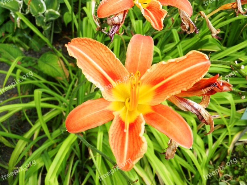 Flower Orange Petal Posts Stamens