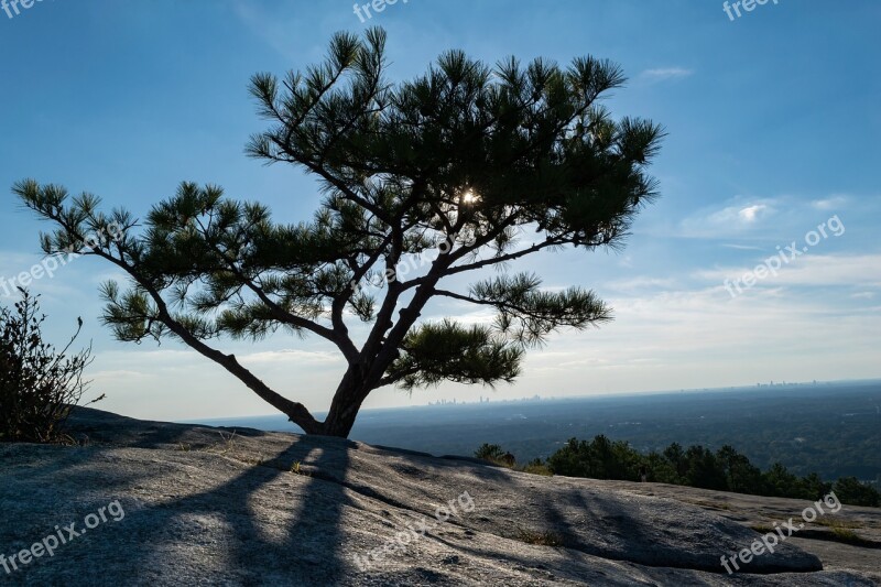 Tree Sunlight Branches Light Landscape