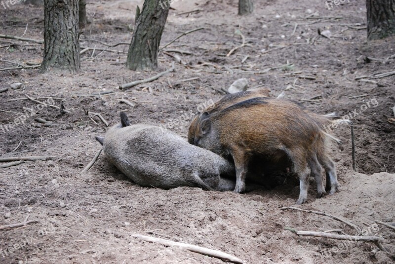 Wild Boars Pigs Little Pig Bache Free Photos