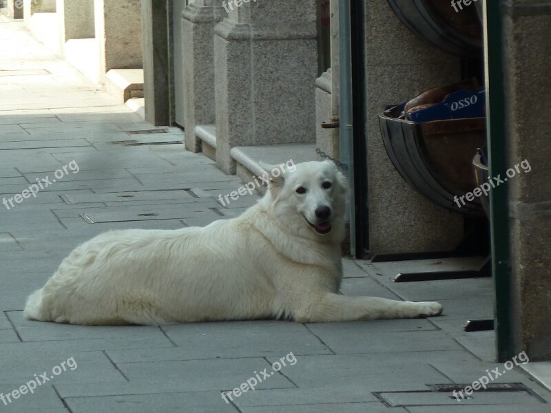 Dog Dog Lying Street White Free Photos