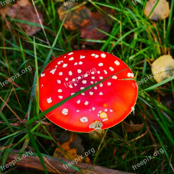 Mushroom Fly Agaric Red Fly Agaric Mushroom Forest Autumn